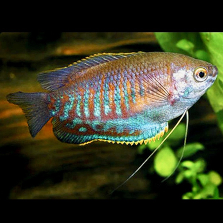 Colisa labiosa   Diklipgourami 5 cm. @